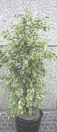  Ficus 'Benjamina' Varigated